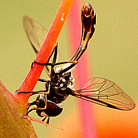Pseudodoros clavatus
