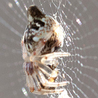 Cyclosa conica
