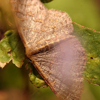 Leptostales pannaria