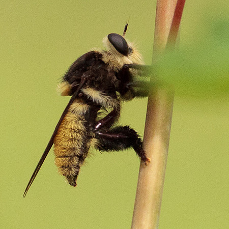 Mallophora fautrix