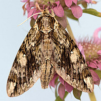 Ceratomia hageni