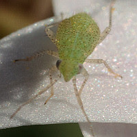 Heteroptera