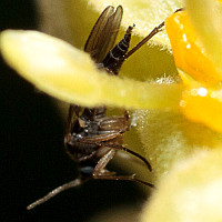 Sciaridae