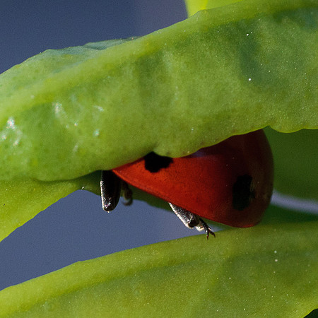 Coccinella septempunctata