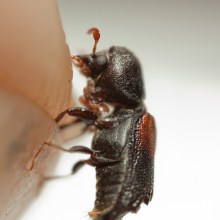 Xylobiops basilaris
