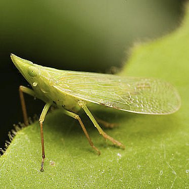 Rhynchomitra microrhina