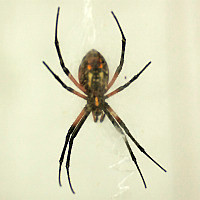 Argiope aurantia