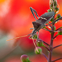 Leptoglossus