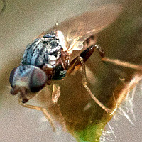Chloropidae