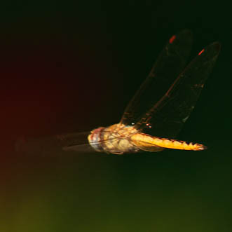 Pantala flavescens