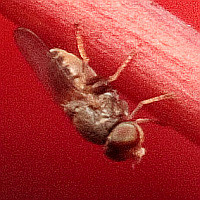 Chloropidae