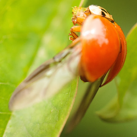 Harmonia axyridis