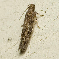Gelechiidae