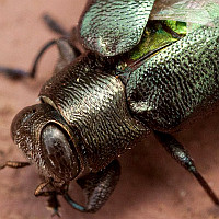 Chrysobothris analis