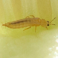 Thripidae