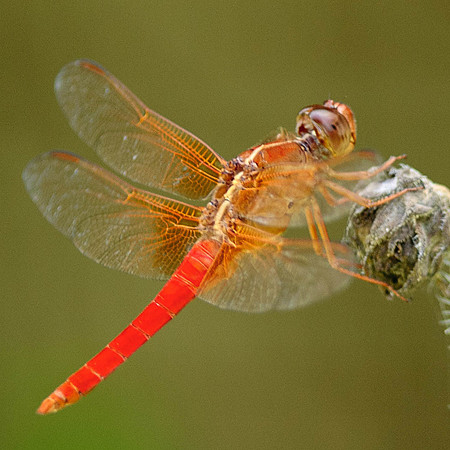 Libellula crocepennis