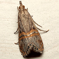 Euchromius ocelleus