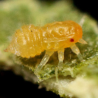 Pachypsylla celtidisvesicula