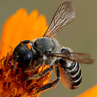 Megachile policaris (female)
