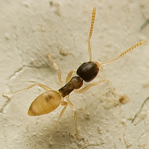 Tapinoma melanocephalum