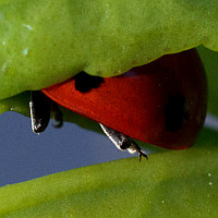 Coccinella septempunctata