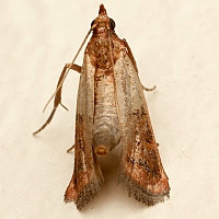 Plodia interpunctella