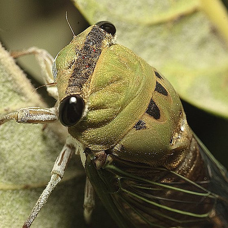 Tibicen superbus