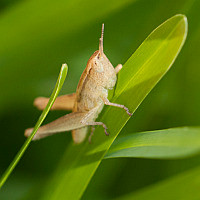 Orphulella pelidna