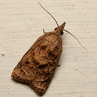 Platynota sp.