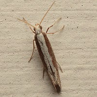 Plutella sp.