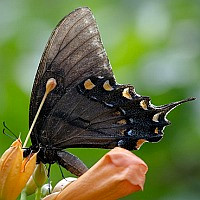 Papilio glaucus