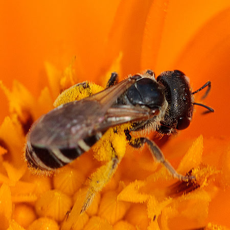 Halictus ligatus