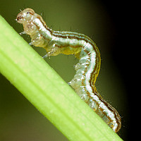 Anicla infecta larva