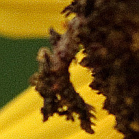 Synchlora