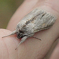 Cuculia sp.