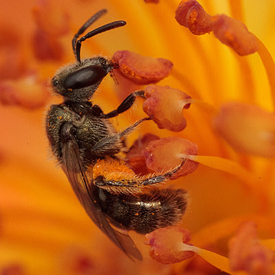 Lasioglossum