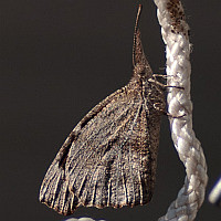 Libytheana carinenta