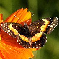 Chlosyne lacinia