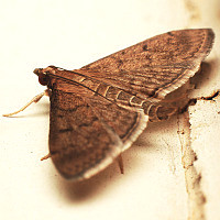 Crambidae sp.