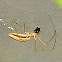 Tetragnatha sp1