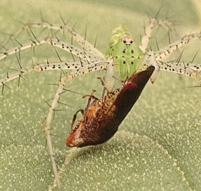 Homalodisca vitripennis