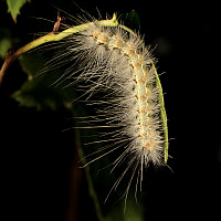Hyphantria