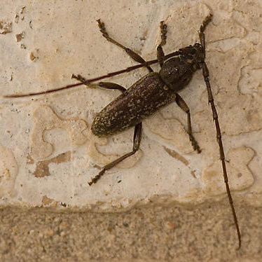 Parelaphidion aspersum
