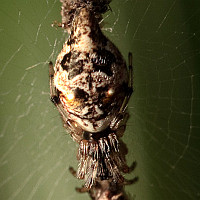 Cyclosa turbinata