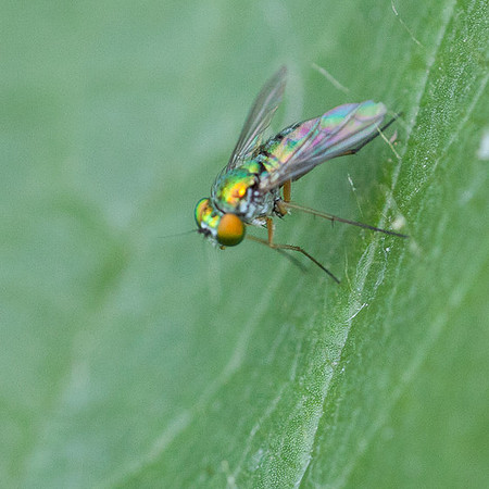 Condylostylus caudatus group