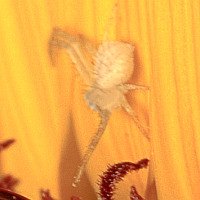Mecaphesa sp1