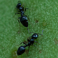 Monomorium