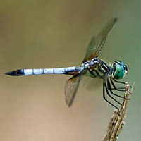 Pachydiplax longipennis