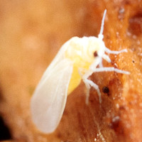 Aleyrodidae