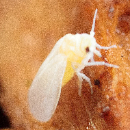 Aleyrodidae